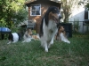 2013-07-20-lionheart-collies-18