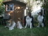 2013-07-20-lionheart-collies-19