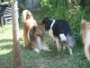 2013-07-20-lionheart-collies-2