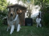 2013-07-20-lionheart-collies-20