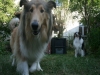 2013-07-20-lionheart-collies-21