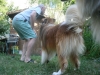 2013-07-20-lionheart-collies-22