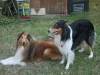 2013-07-20-lionheart-collies-23