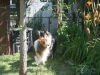 2013-07-20-lionheart-collies-4