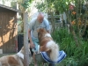 2013-07-20-lionheart-collies-6