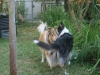 2013-07-20-lionheart-collies-8