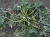 2013-07-30-sturmschaden-garten-9