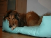 2013-12-20 Hundebetten - 2