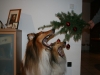 2013-12-23 Weihnachten - 12