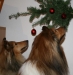 2013-12-23 Weihnachten - 2