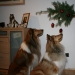2013-12-23 Weihnachten - 4