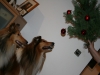 2013-12-23 Weihnachten - 8