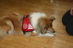 2014-06-11 Helfer auf vier Pfoten