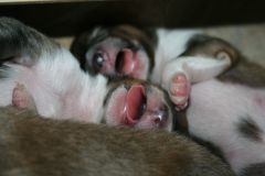 2014-07-27 -  B-Wurf, 4.Tag