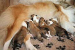 2014-07-30 B-Wurf, 7. Tag