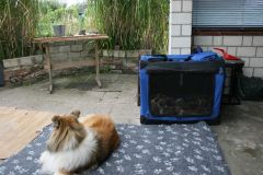 2014-08-15 B-Wurf Garten, 23. Tag