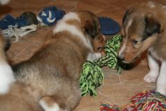 2014-08-19 B-Wurf, Spielzeug