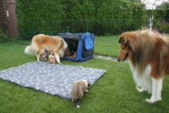 2014-08-20 B-Wurf, Garten