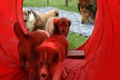 2014-08-22 B-Wurf, Garten 