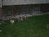 2009-12-27 - A-Wurf, 31. Tag (29)