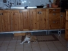 2010-02-04 Akira - 2