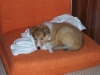 2010-02-04 Akira - 4