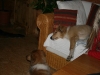 2010-03-11 Akira - 13