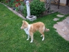 2010-04-27 Akira - 4