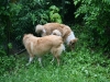 2010-05-21 Akira - 6