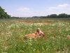 2010-06-28 Akira - 7