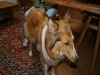 2011-07-20 Akira - 1