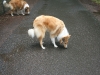 2011-07-20 Akira - 10