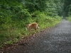 2011-07-20 Akira - 12