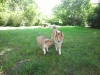 2012-06-01 Akira - 2