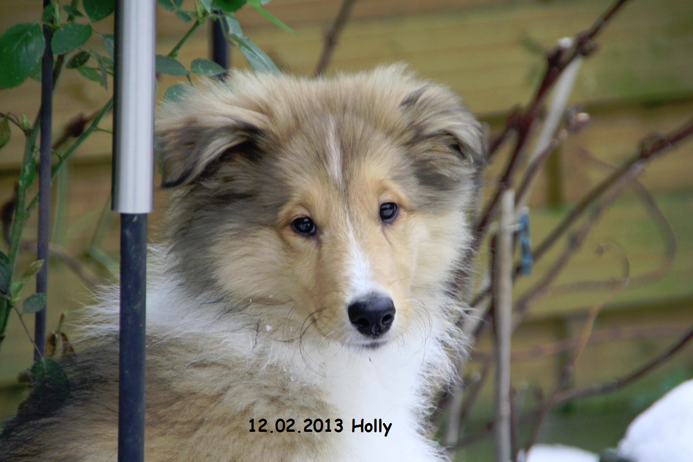 12.02.2013 Holly