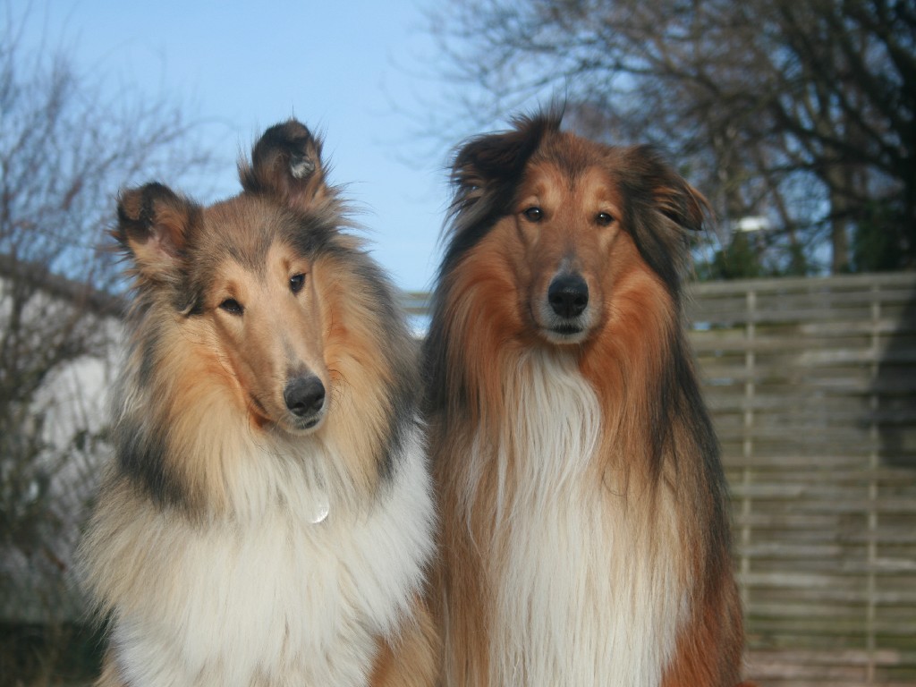 2013-03-06 Garten (31)
