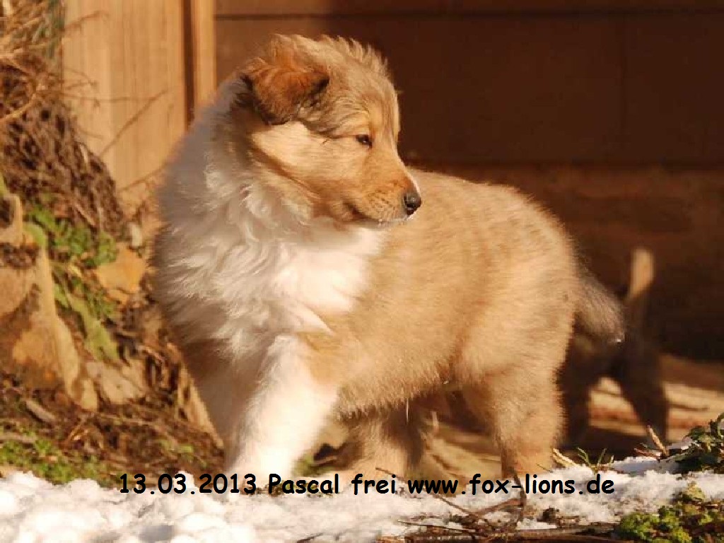 Fox Lions Pascal