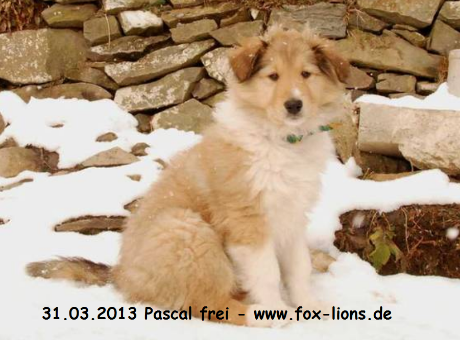 Pascal