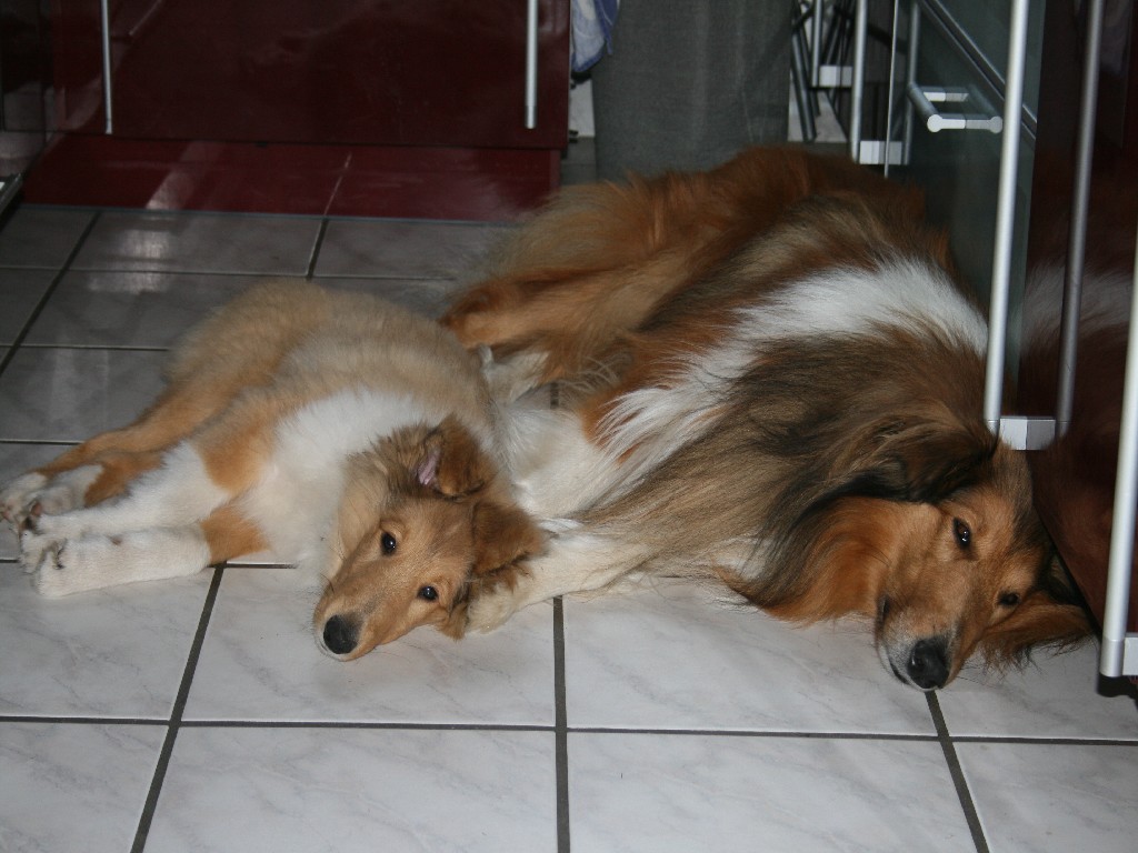 2014-10-27 Brejen Bandit (5)