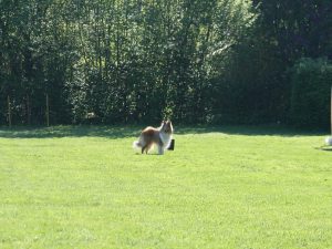 2016-05-07 BH Bandit (70)