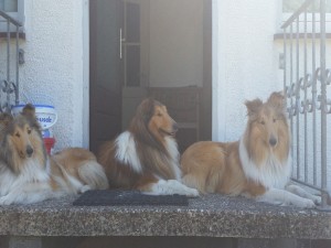 Neues_Heim (1)